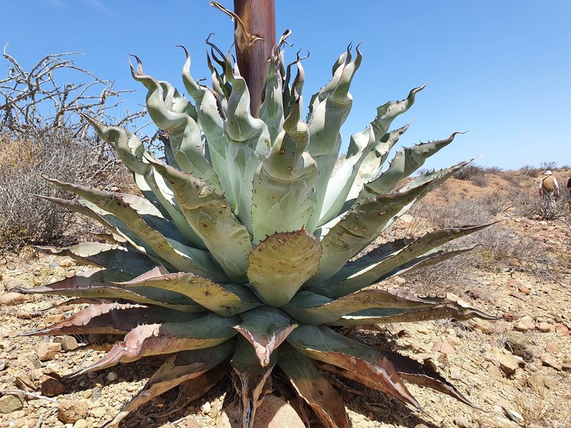 Agave vizcainoensis