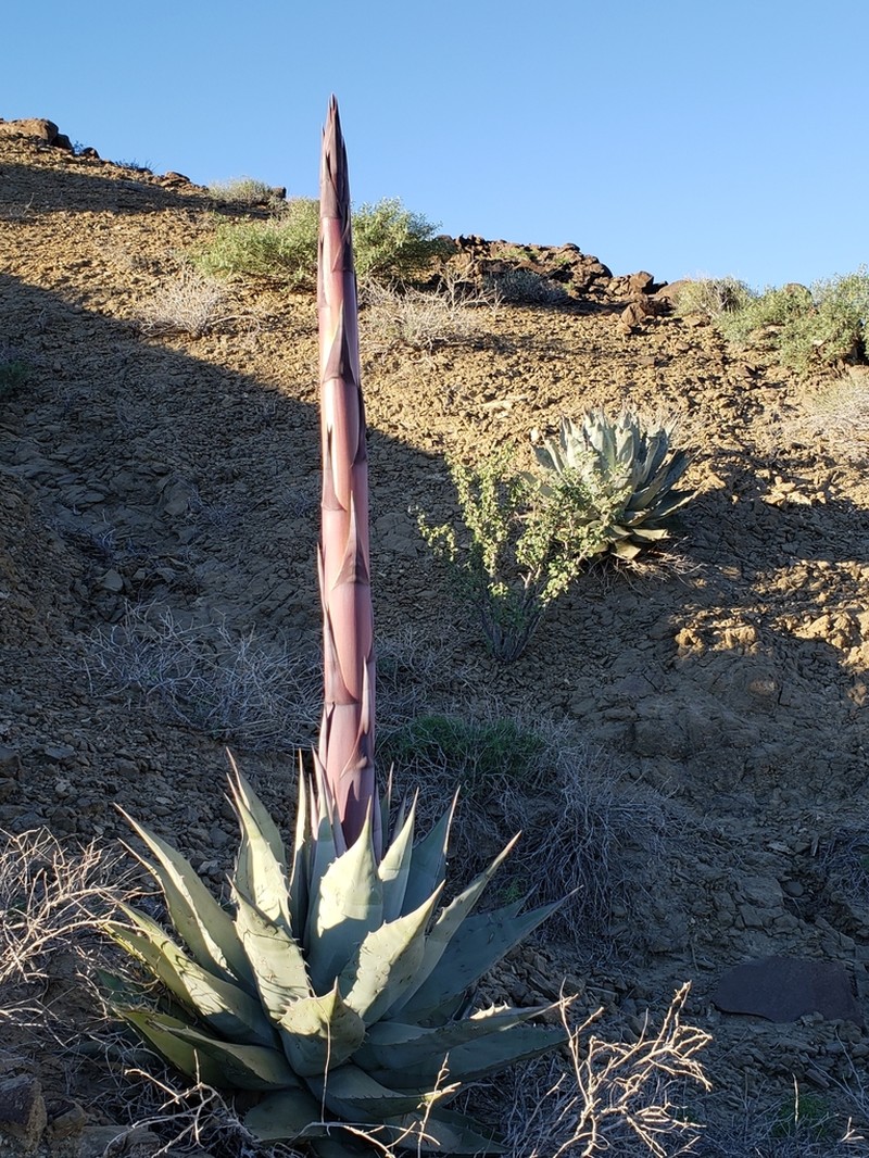 Agave vizcainoensis photo 2
