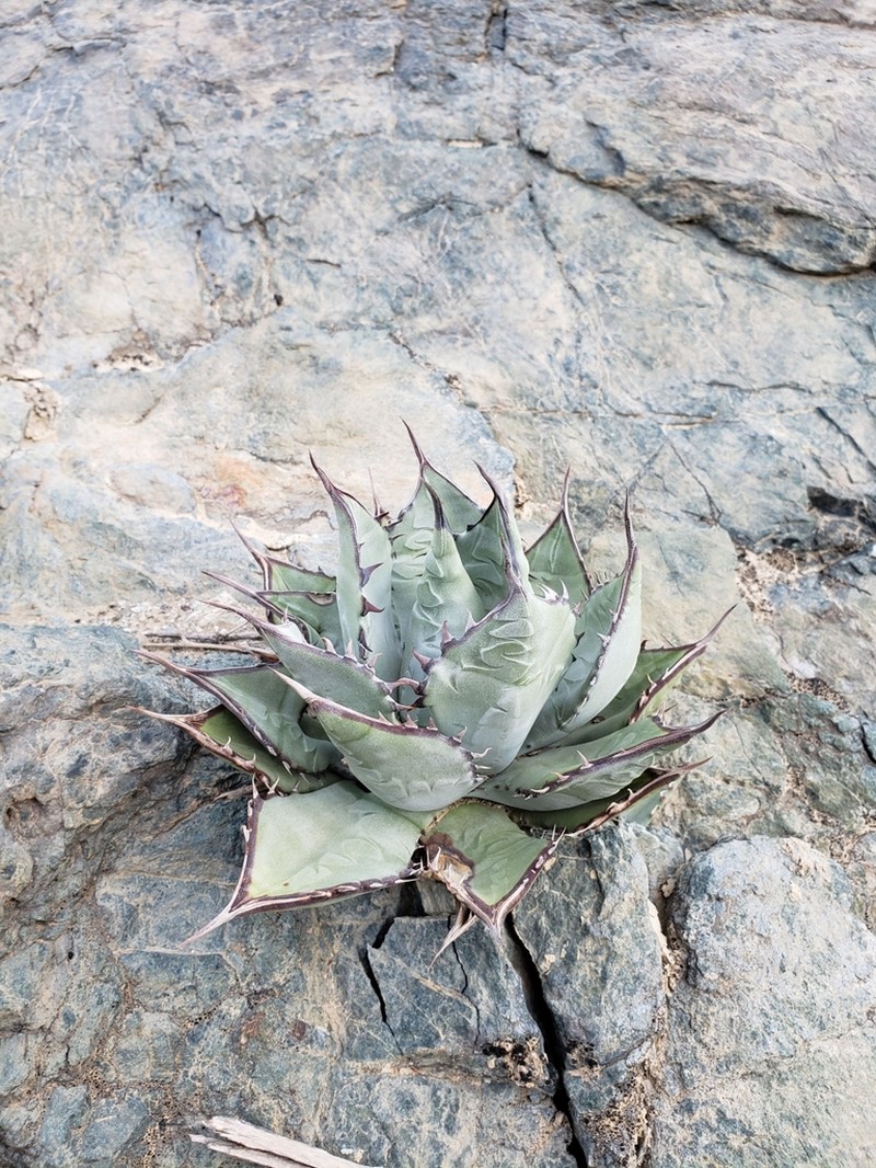 Agave vizcainoensis photo 3