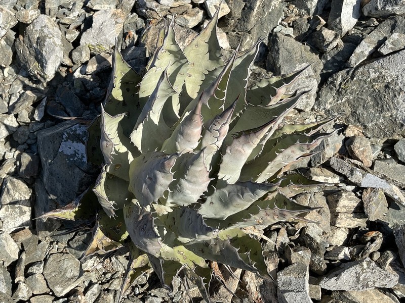 Agave vizcainoensis photo 4