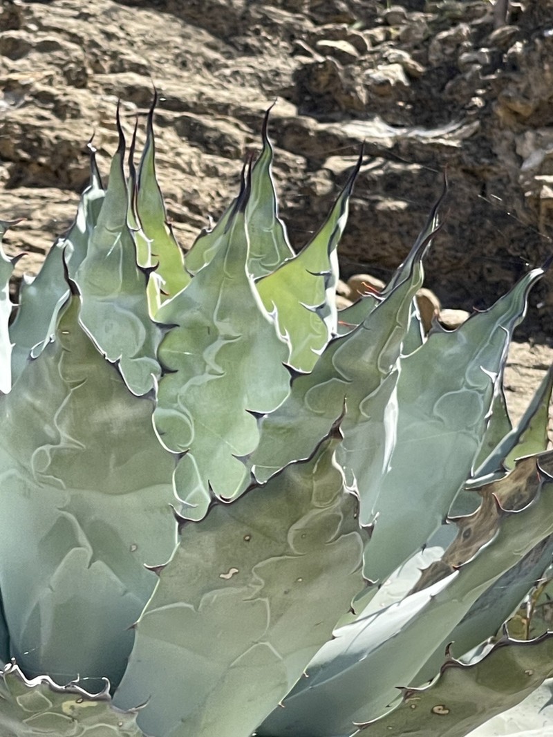 Agave vizcainoensis photo 5