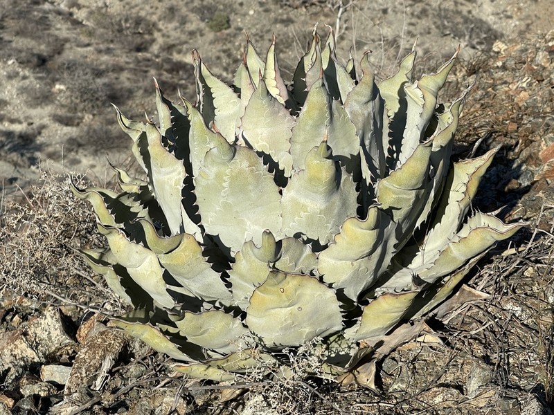 Agave vizcainoensis photo 6