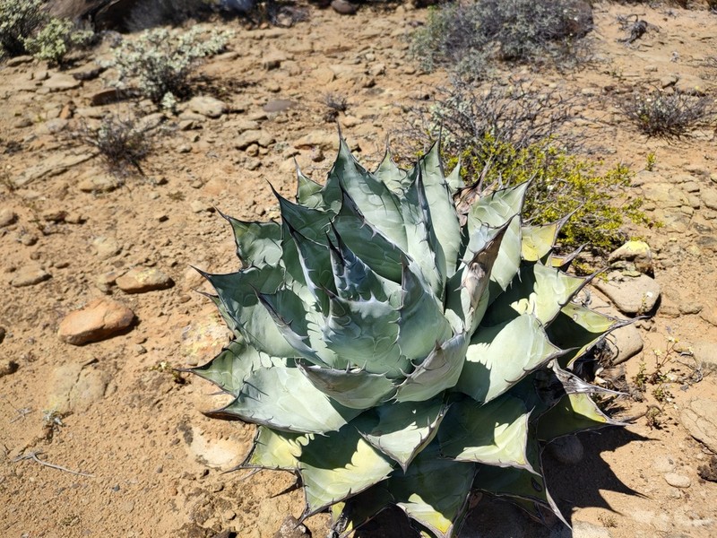 Agave vizcainoensis photo 7