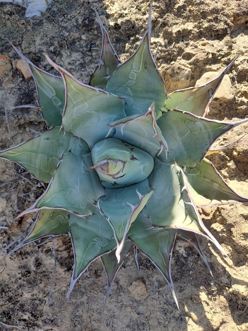 Agave vizcainoensis photo 8