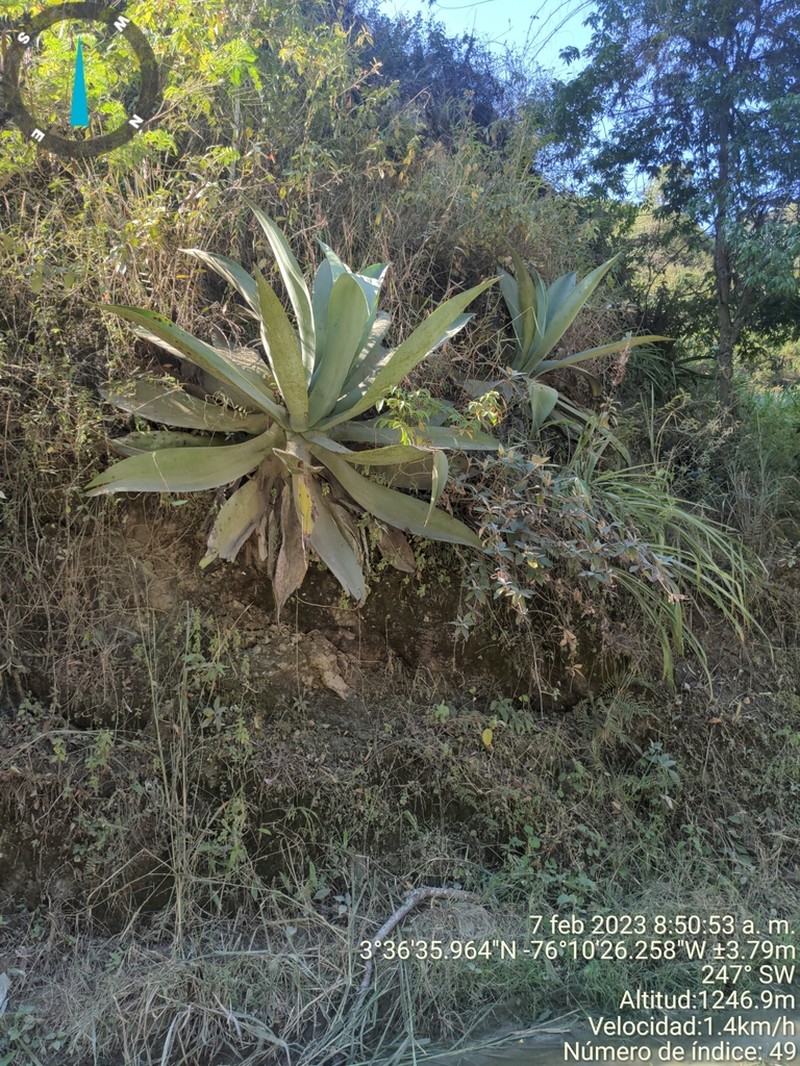 Agave wallisii