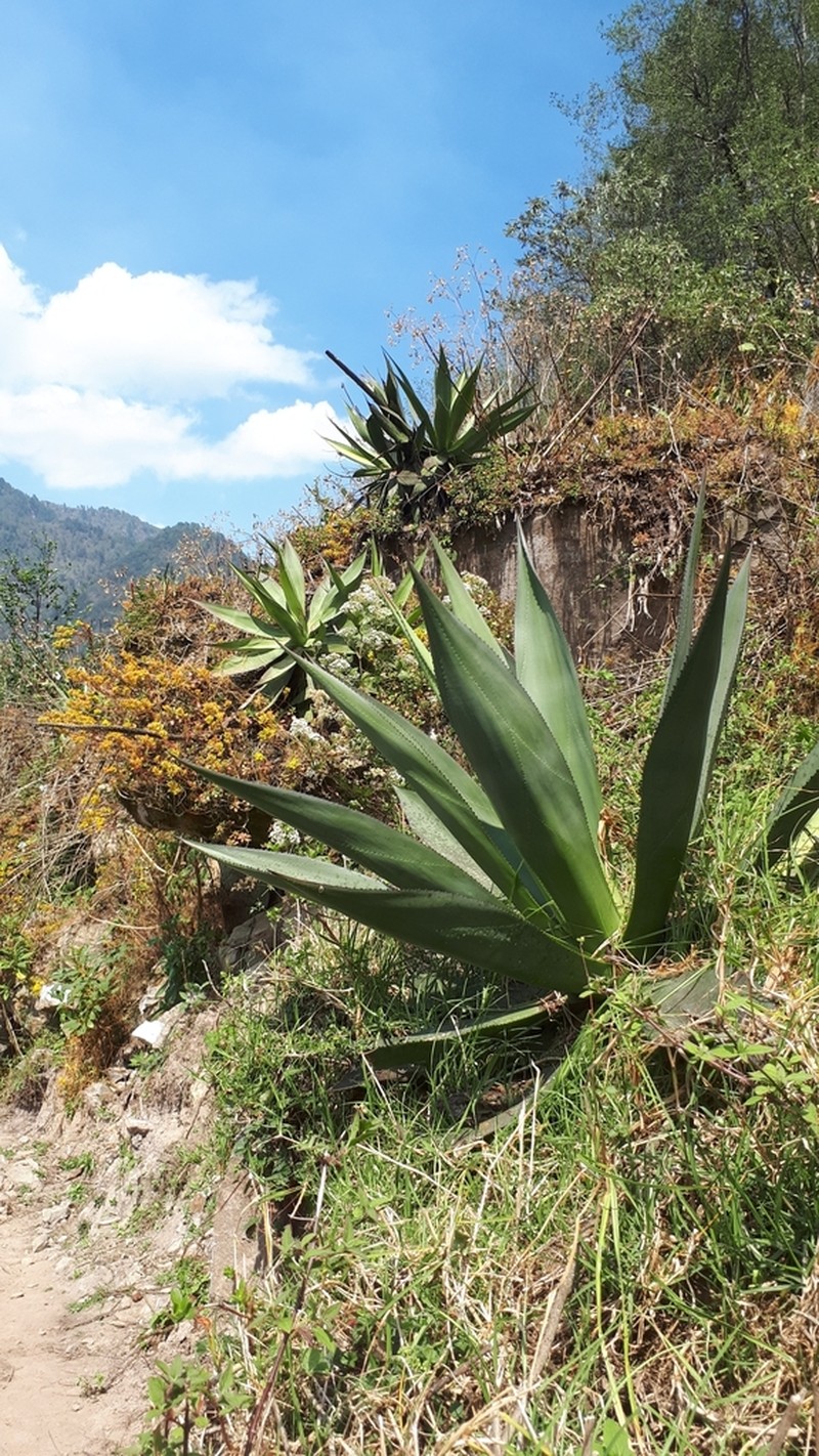 Agave warelliana