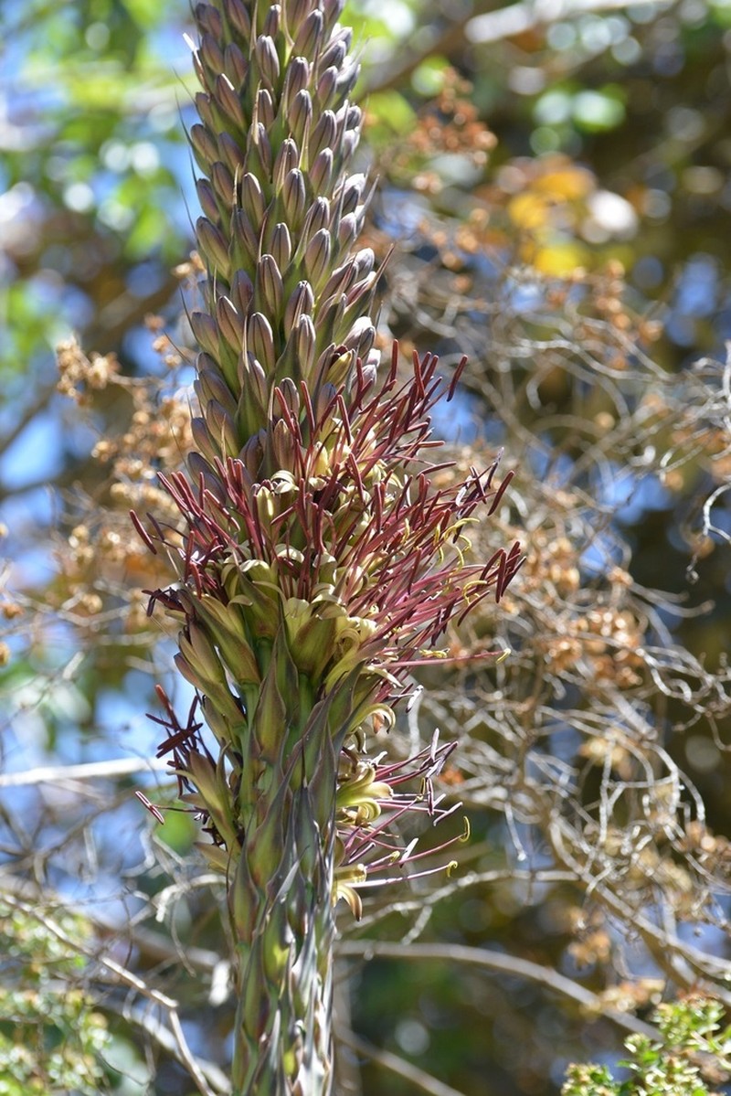 Agave warelliana photo 2