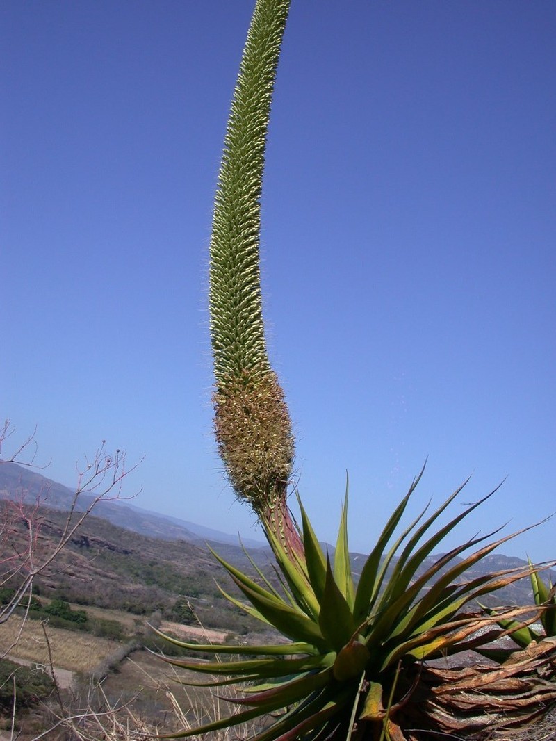 Agave warelliana photo 3