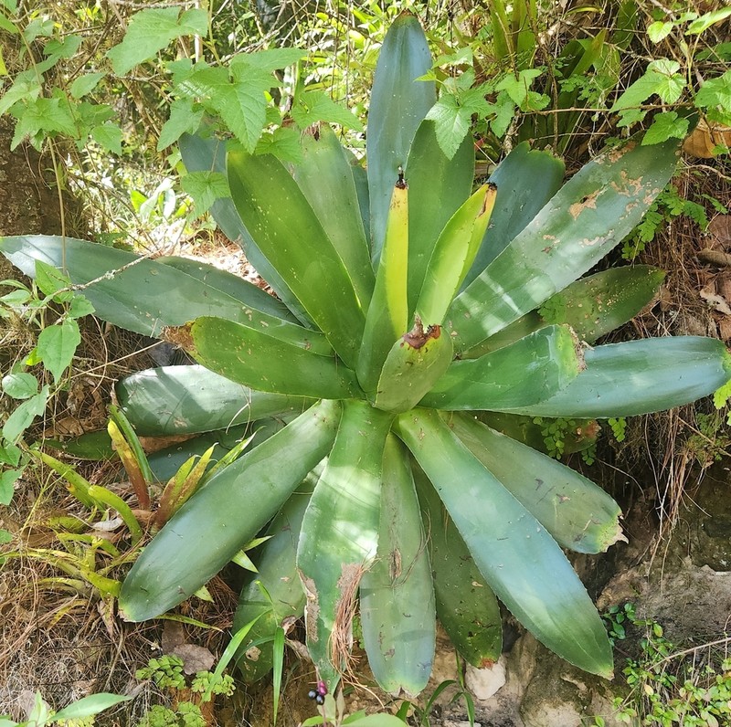 Agave warelliana photo 4
