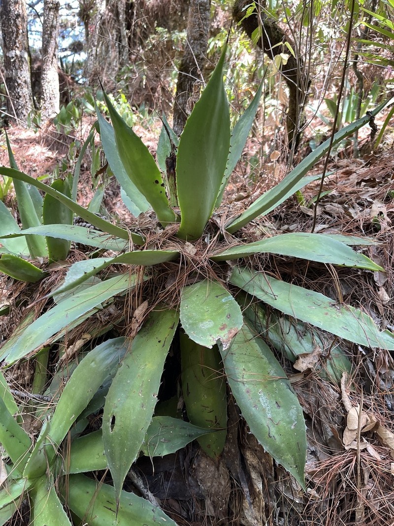 Agave warelliana photo 5