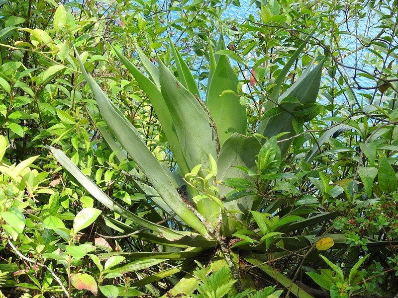Agave warelliana photo 6