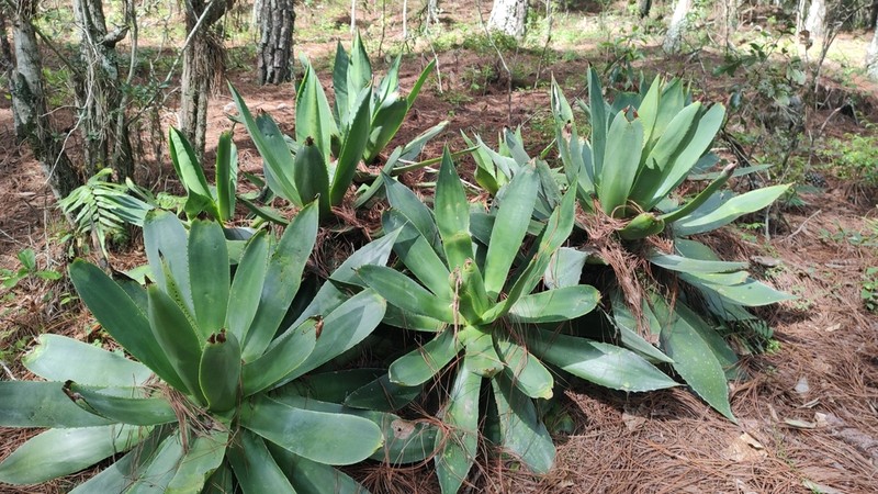 Agave warelliana photo 7