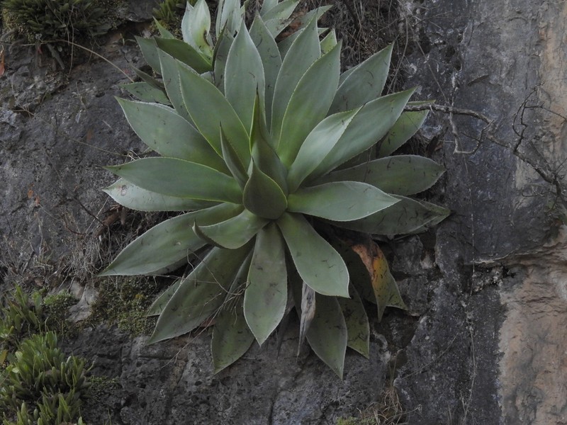Agave warelliana photo 8