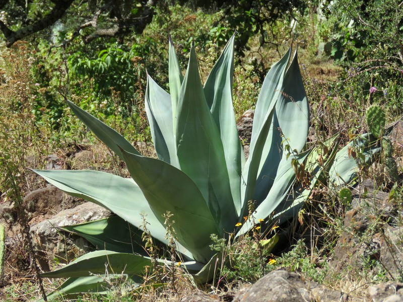 Weber's Century Plant