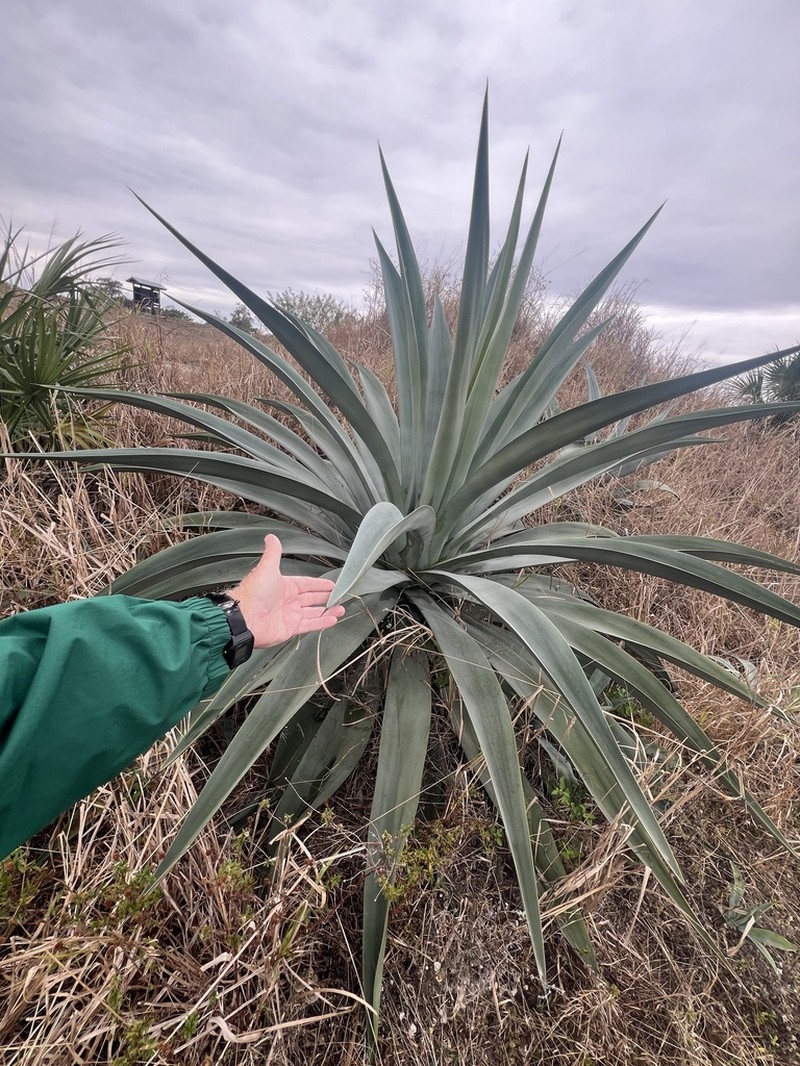 Wild Century Plant photo 3