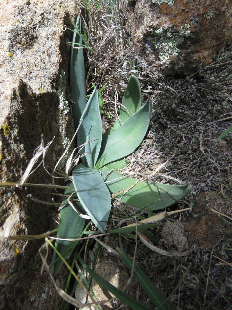 Wild Century Plant photo 7