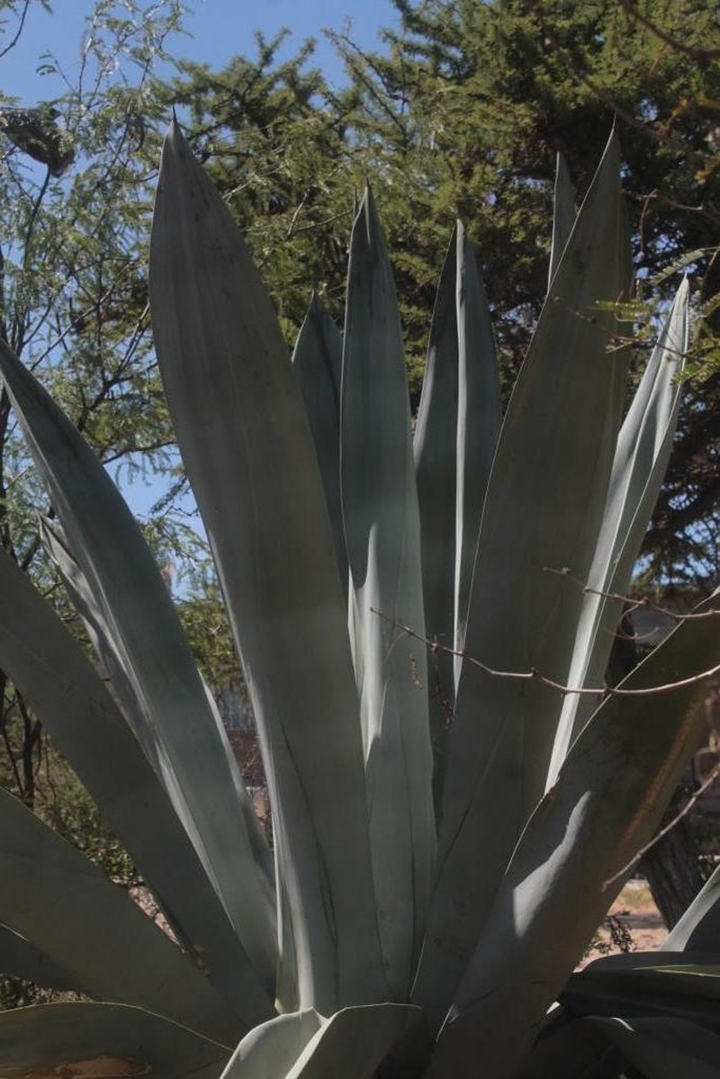 Wild Century Plant photo 9