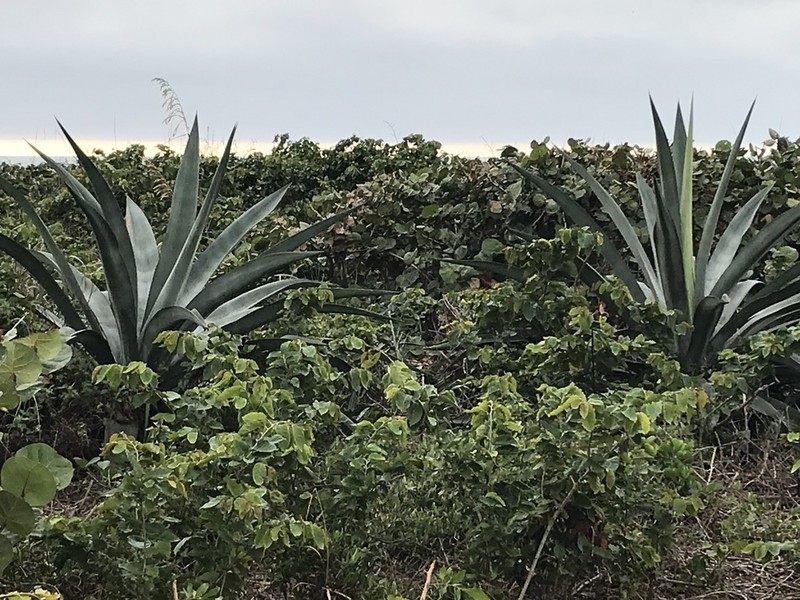 Weber's Century Plant photo 3