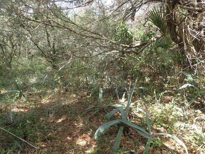 Weber's Century Plant photo 4
