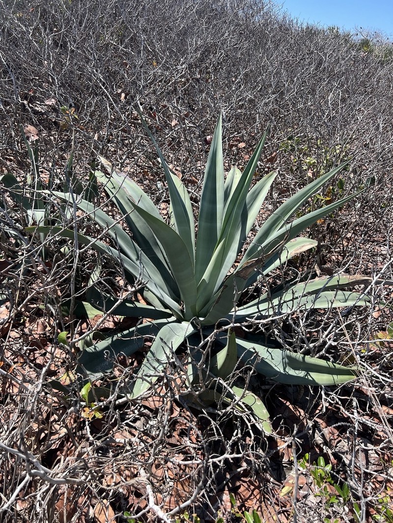 Weber's Century Plant photo 5