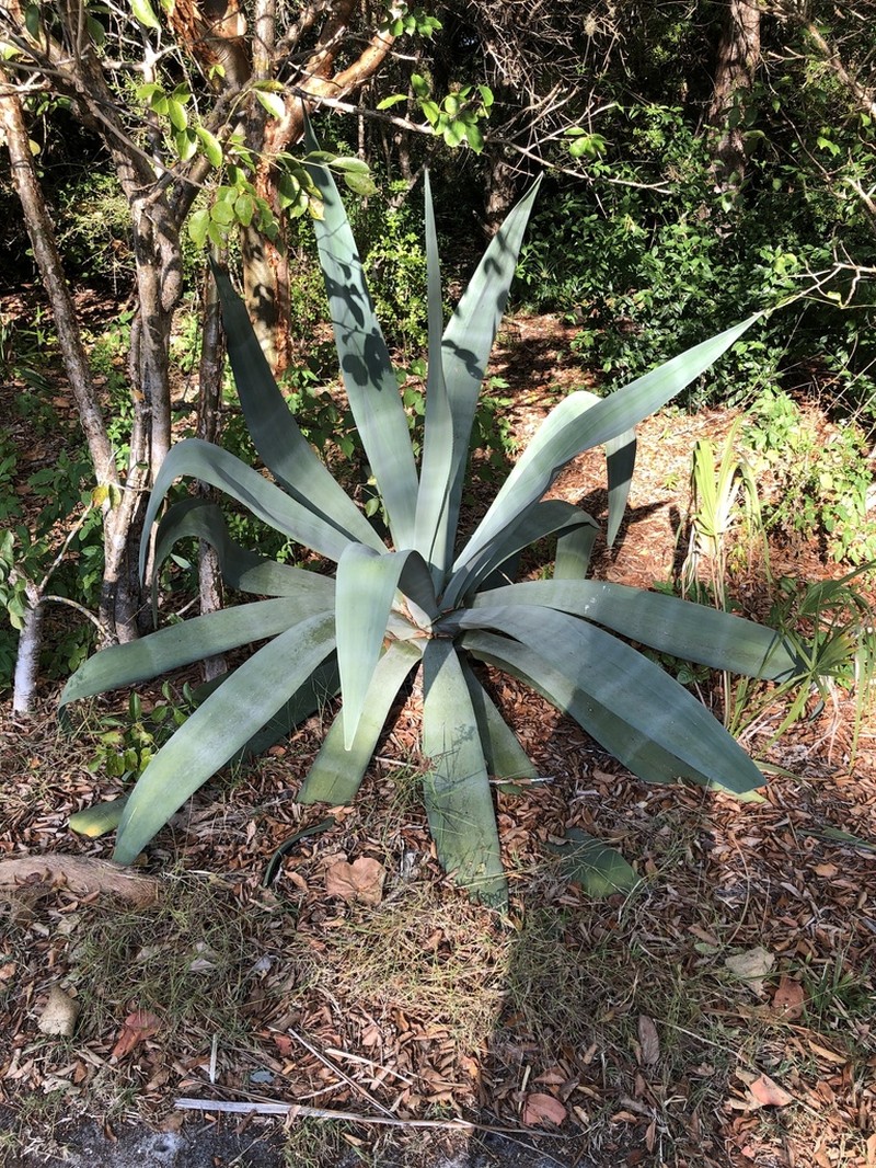 Weber's Century Plant photo 7