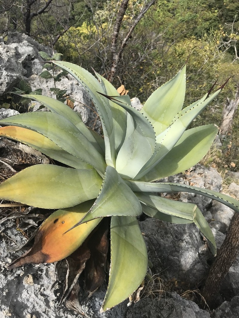Agave wercklei