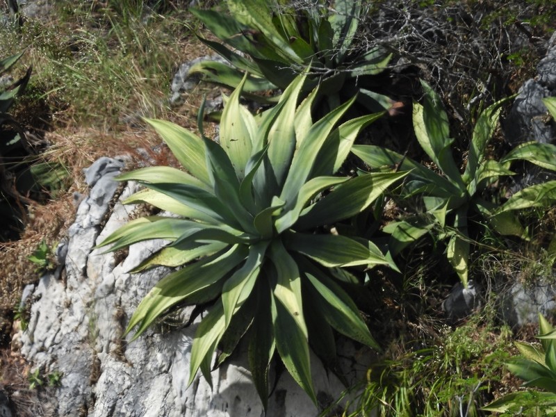 Agave wercklei photo 2