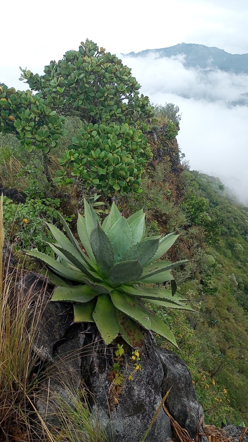 Agave wercklei photo 3