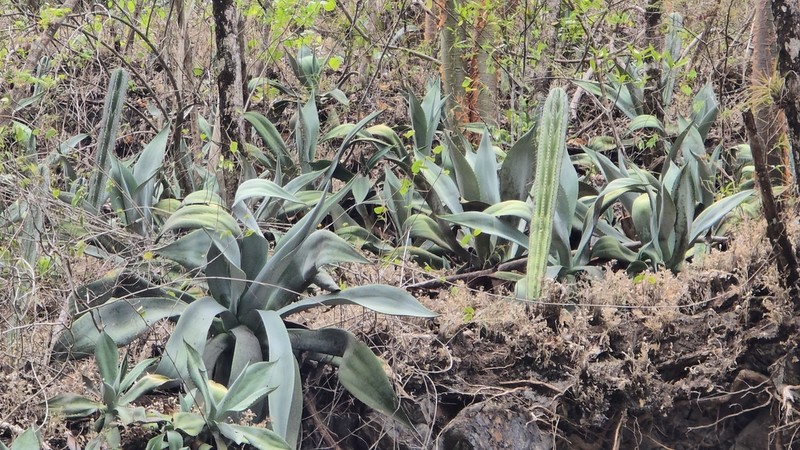 Agave wercklei photo 4