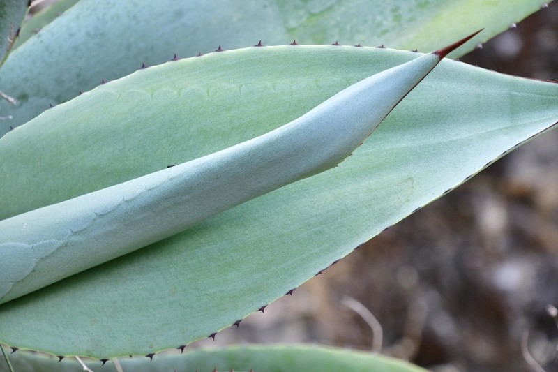 Agave wercklei photo 5