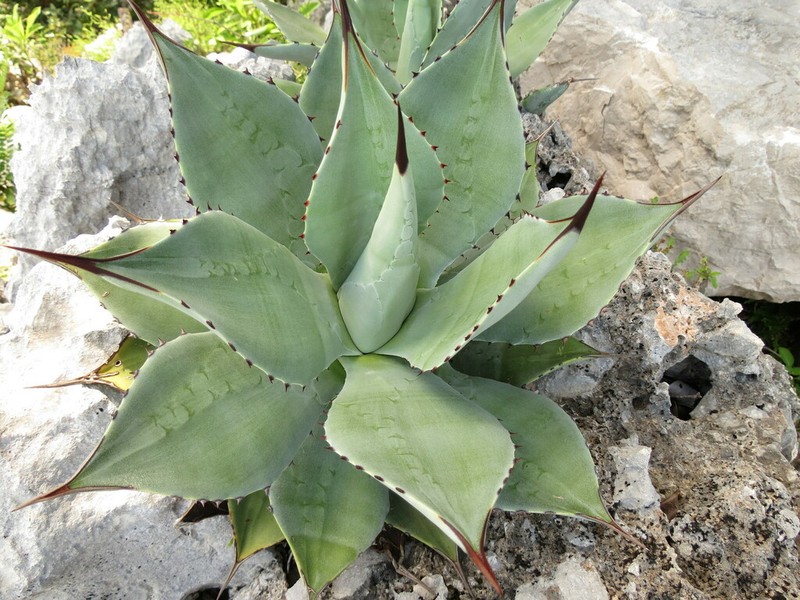 Agave wercklei photo 6