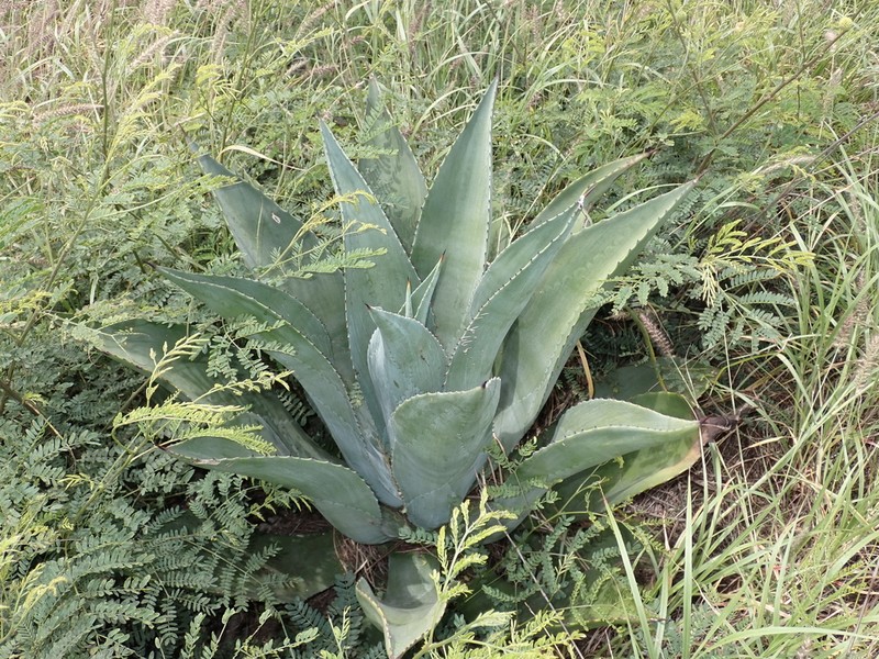 Agave wercklei photo 7