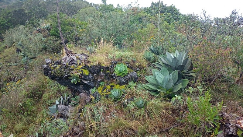 Agave wercklei photo 8