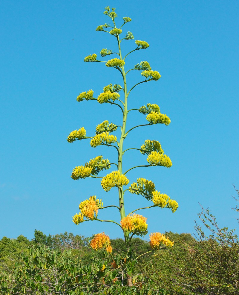 Agave wildingii photo 2