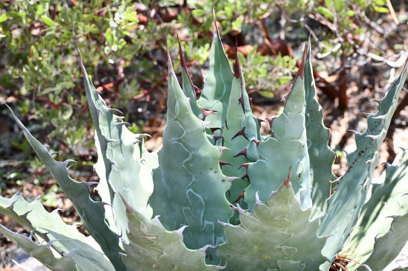 Agave wocomahi