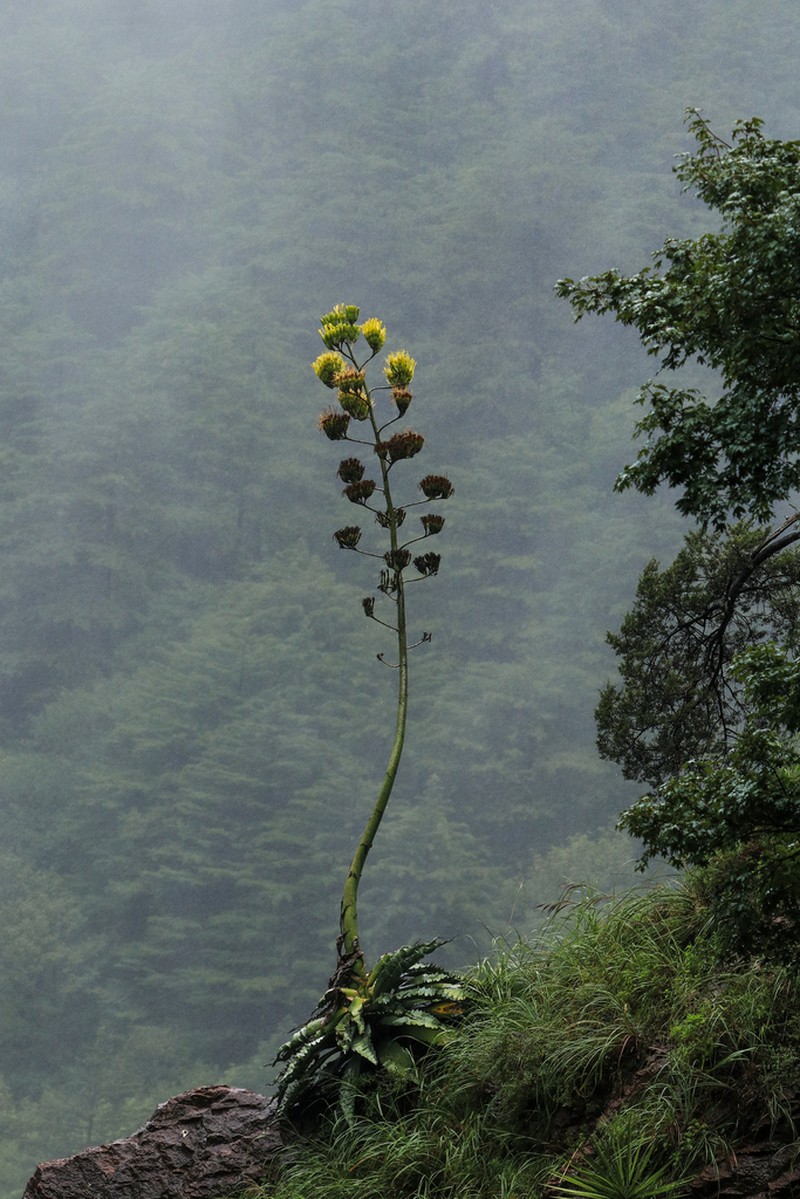 Agave wocomahi photo 2