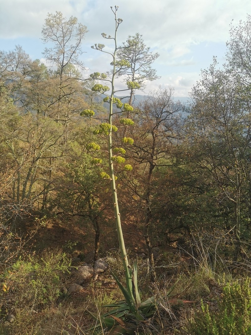 Agave wocomahi photo 3