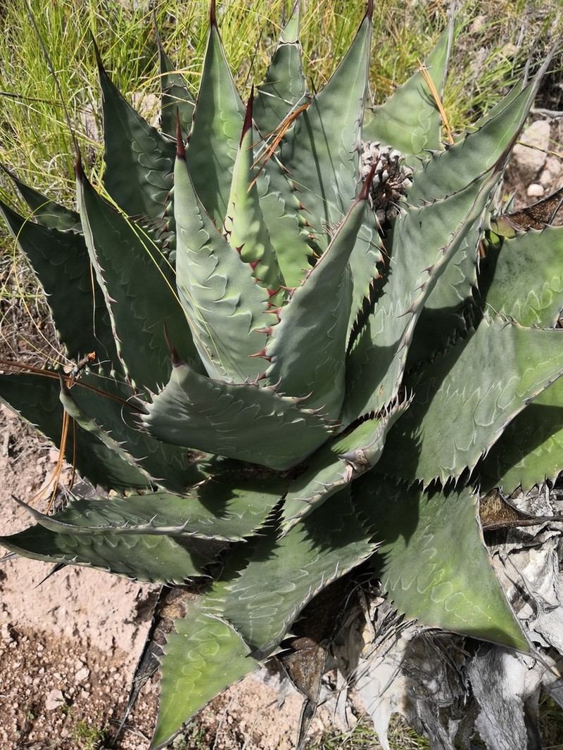 Agave wocomahi photo 4