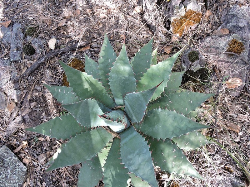 Agave wocomahi photo 5