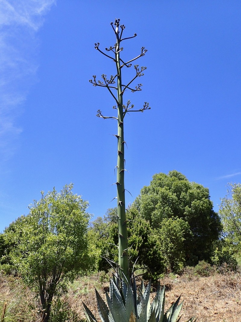 Agave wocomahi photo 7