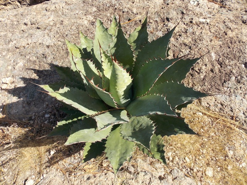 Agave wocomahi photo 8