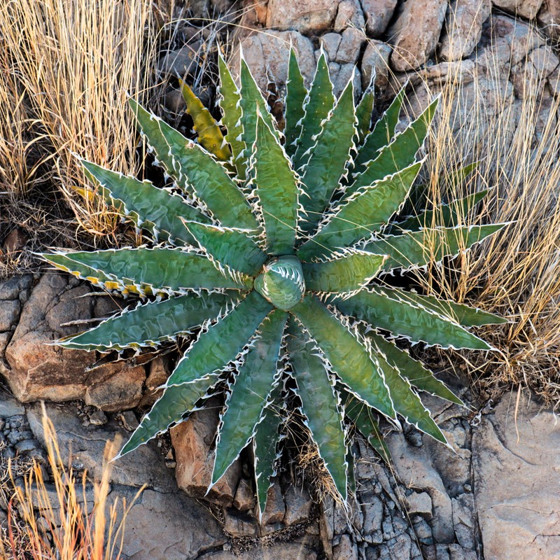 Century Plant photo 3