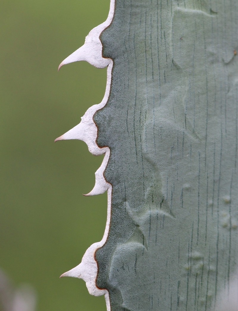 Century Plant photo 4
