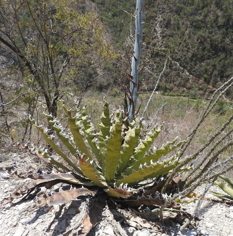 Century Plant photo 5