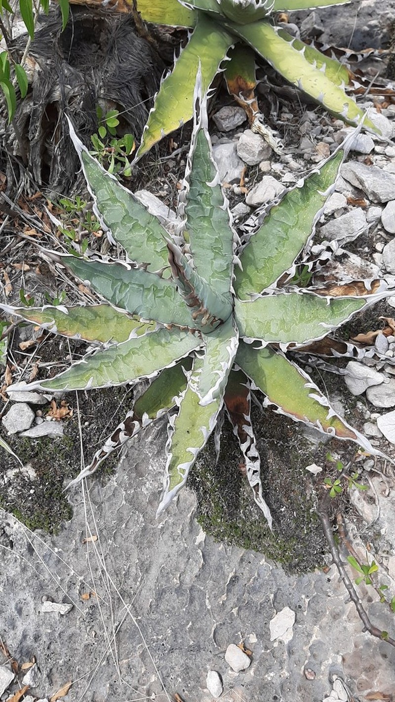 Century Plant photo 6