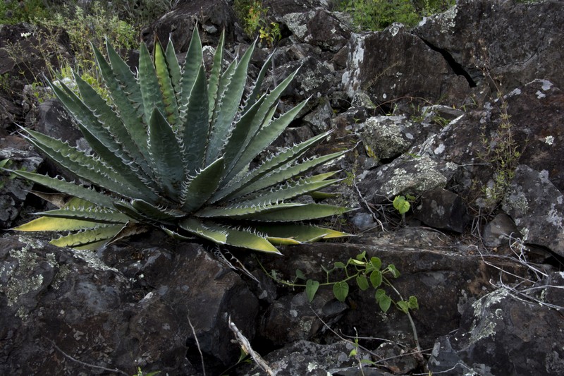 Century Plant photo 7