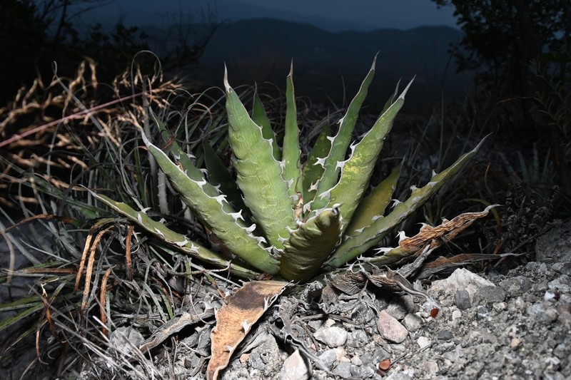 Century Plant photo 8