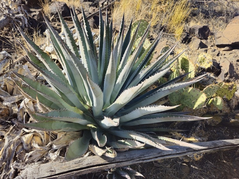 Agave yavapaiensis photo 2