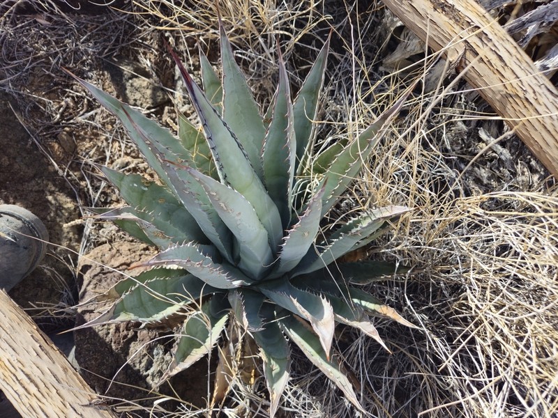 Agave yavapaiensis photo 3