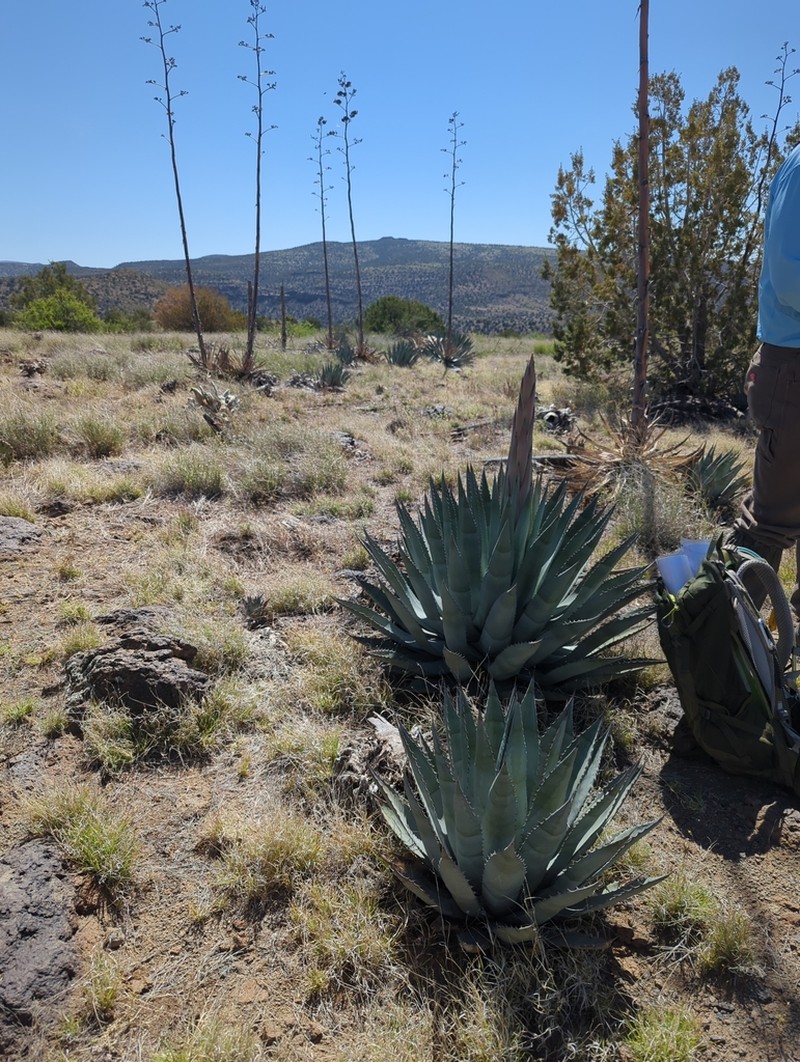Agave yavapaiensis photo 4